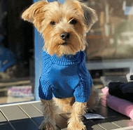 Mutt Turtleneck Sweater